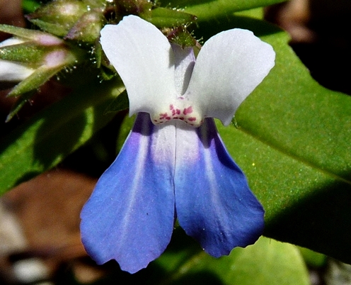 {Collinsia verna}